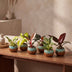 6x Baby Philodendron Mix: Weiß, Rosa, Gelb, Grün, Rot - Ø6cm Bild 3