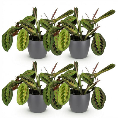 Green boutiQ Maranta Fascinator Tricolour Zimmerpflanze m. Topf Grau