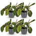 Green boutiQ Maranta Fascinator Tricolour Houseplant with Grey Pot Bild 2