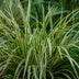 Carex morrowii Ice Dance - Ziergras, winterhart, Topf 17cm, Höhe 50cm Bild 5