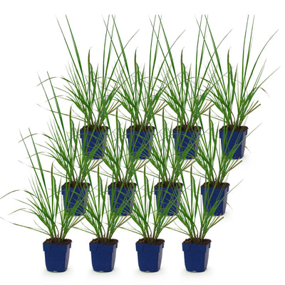 Green boutiQ - Gräser - Pennisetum alop. Black Beauty - Lampenputzergras - Mit Blüte - Grün - 12 Pflanzen - Topf 11cm - Höhe 15-25cm