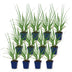 Green boutiQ - Gräser - Pennisetum alop. Black Beauty - Lampenputzergras - Mit Blüte - Grün - 12 Pflanzen - Topf 11cm - Höhe 15-25cm Bild 2