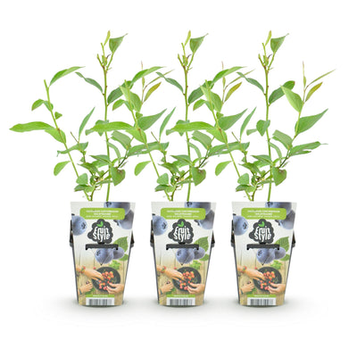 GreenboutiQ Blaubeere Goldtraube: 3 winterharte Pflanzen im 9cm Topf