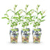 GreenboutiQ Blueberry Golden Grape: 3 winter-hardy plants in 9cm pots Bild 2