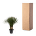 Yucca Rostrata (80-100cm) - Exotische Eleganz für Ihr Zuhause Bild 4