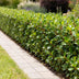 Ilex crenata Caroline Upright Heckenpflanze - 8 Stück Bild 6
