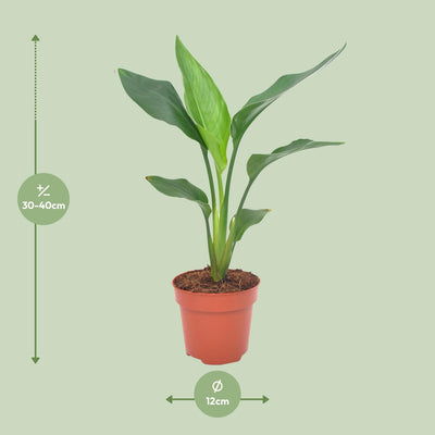 Strelitzia Reginea (Paradiesvogelblume) Ø12cm, 40cm