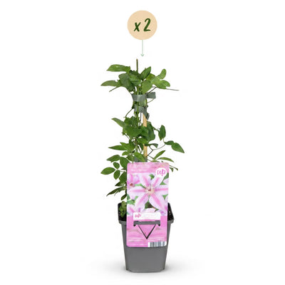 Clematis Nelly Moser: 2 Pink Floral Wonders for Your Garden