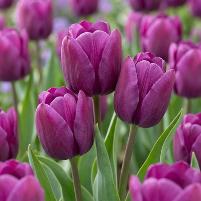 15x Tulipa Triumph Purple - Triumph-Tulpe - Lila - Frühlingsblüher - Zwiebelgröße 11/12
