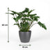 Philodendron Xanadu Houseplant, 60cm, Pot 19cm, Grey, Easy Care Bild 3