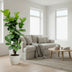 Ficus Lyrata Geigenfeige verzweigt, 180 cm, Topf ⌀32 Bild 3