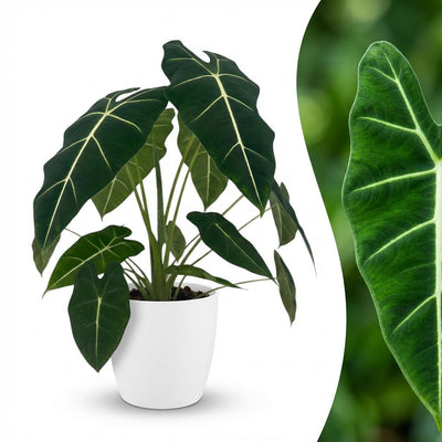 Alocasia Frydek Elefantenohr, 60cm, mit weißem Übertopf