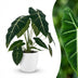 Alocasia Frydek Elefantenohr, 60cm, mit weißem Übertopf Bild 1