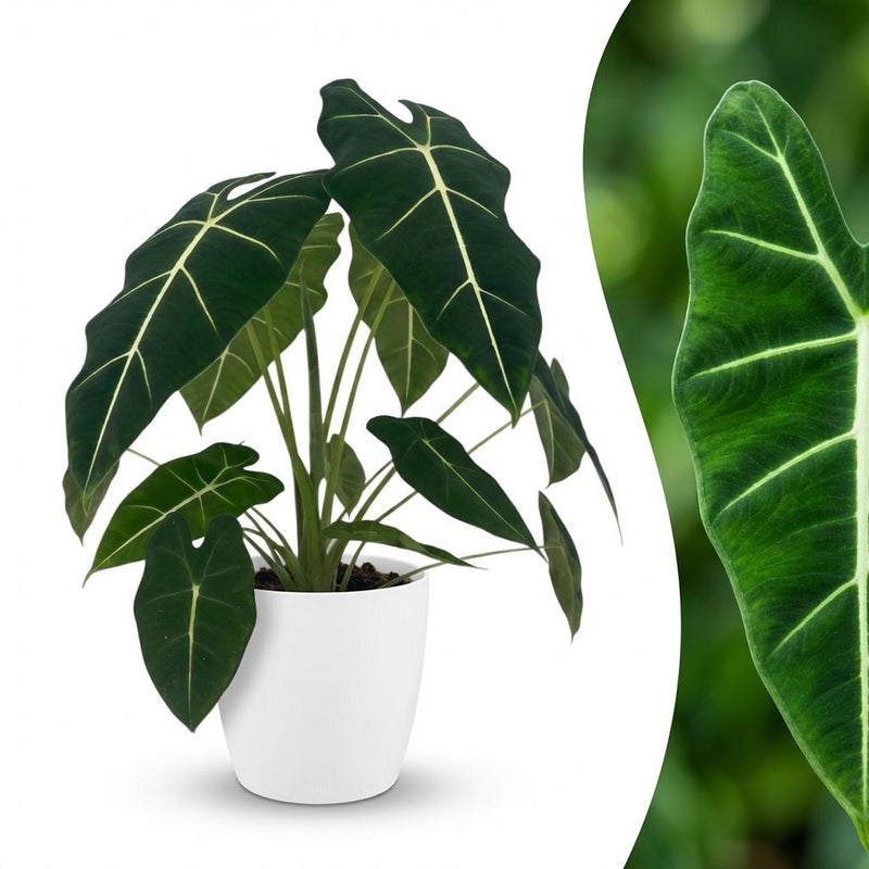 Alocasia Frydek Elefantenohr, 60cm, mit weißem Übertopf