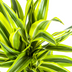 Dracaena Lemon Lime Ø19cm - 70-90cm Bild 5