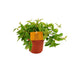 Peperomia Ang. Rocca Vivace – Pflegeleichte Zimmerpflanze Ø11cm H15cm Bild 1