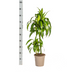 Dracaena Hawaiian Sunshine (Ø19cm) – Tropisches Flair für Ihr Zuhause Bild 2