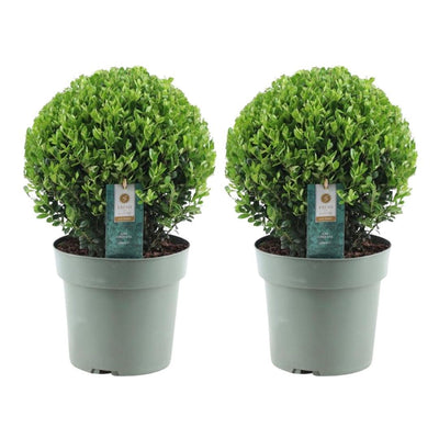 2x Ilex crenata 'Jenny' Kugel XL | 25 cm Ø - Buchsbaum-Alternative