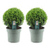2x Ilex crenata 'Jenny' Kugel XL | 25 cm Ø - Buchsbaum-Alternative Bild 2