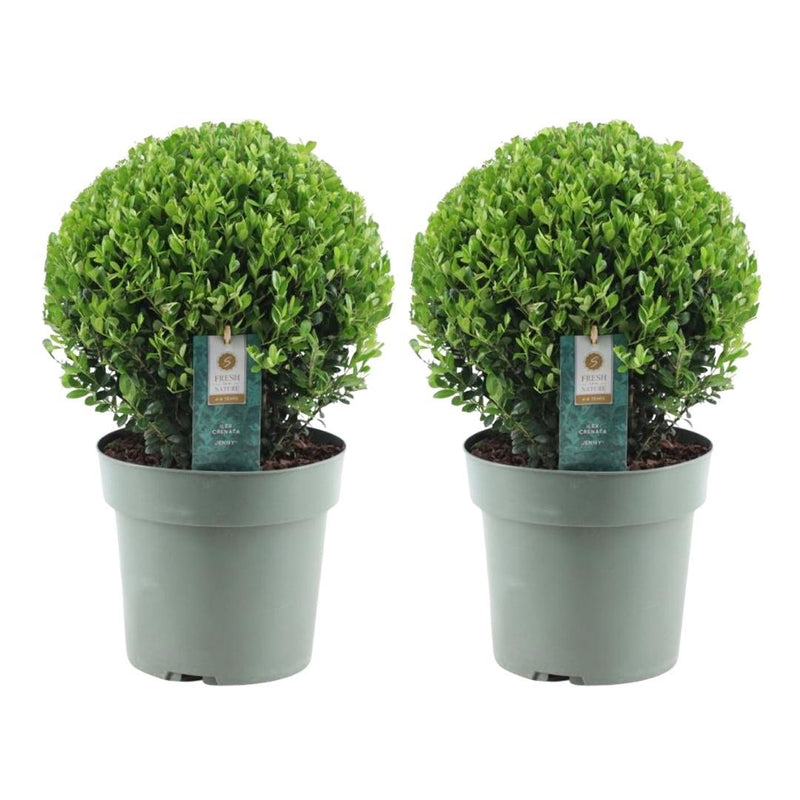 2x Ilex crenata 'Jenny' Kugel XL | 25 cm Ø - Buchsbaum-Alternative
