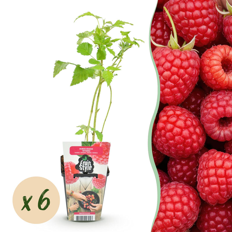 GreenboutiQ Himbeere 'Ottawa' - 6 winterharte Pflanzen im Topf