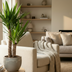 Yucca Elephantipes Spineless Yucca Houseplant - 80-90 cm - Pot 21 cm Bild 3