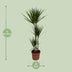 Dracaena Marginata (Dragon Tree) - Ø21cm, ↕120cm Bild 2
