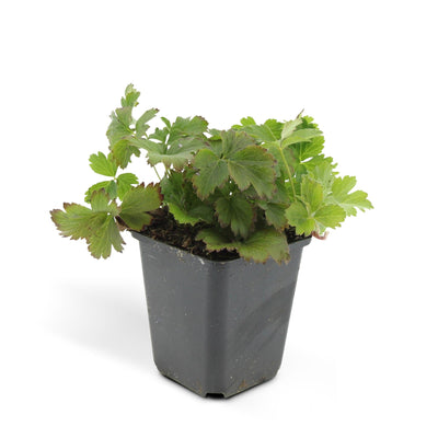 24x Waldsteinia ternata Bodendeckerpflanzen, 10-25cm, Ø9cm
