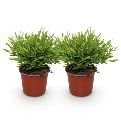 Green boutiQ - Zimmerpflanze - Bamusa Pogonatherum Monica - Bambusgras - Haustierfreundlich - Grün - 2 Pflanzen - Topf 12cm - Höhe 30-35cm