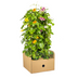 4x Thunbergia alata 'Sunny Susy Mix' im 13cm Topf - bunte Blütenpracht! Bild 7