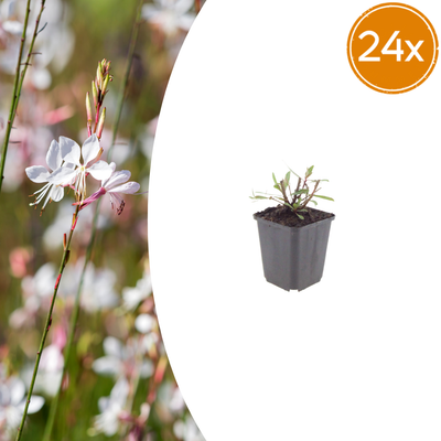 24x Gaura 'Whirling Butterflies' - 10-25cm hoch - 9cm Topf