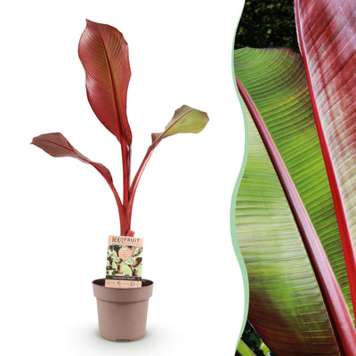 Green boutiQ - Fruit Plant - Musa ensete Maurelli - Banana Tree - Winter Hardy - Red-Green - 1 Plant - Pot 21cm - Height 70-90cm