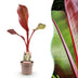 Green boutiQ - Obstpflanze - Musa ensete Maurelli - Bananenbaum - Winterhart - Rot-Grün - 1 Pflanzen - Topf 21cm - Höhe 70-90cm Bild 1