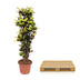 Codiaeum Iceton (Croton) 190 cm - Striking Foliage for Your Home Bild 4