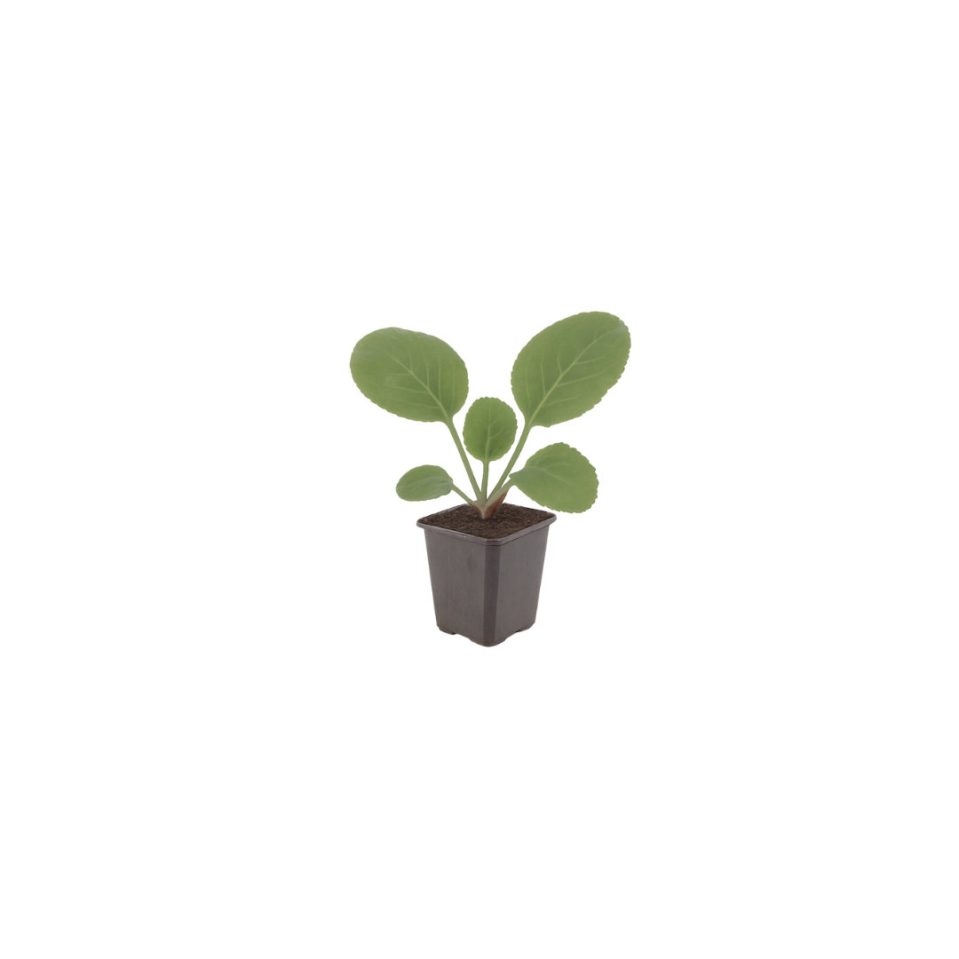 12x Bergenia cordifolia (Schuhplattlerpflanze) 10-25cm, Ø9cm