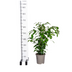 Ficus Benjamina Exotica Ø17cm - ↕60 - 80cm Bild 1