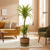 Dracaena Deremensis Lemon Lime, 90-110cm, Ø21cm Topf, mit Korb Bild 8