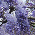 2x Blauregen 'Prolific' Wisteria sinensis, 65cm hoch, Topf Ø15 Bild 4