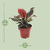 Philodendron Imperial Red: Attractive houseplant, 25cm high, Ø12cm pot Bild 2