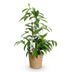 Dracaena surculosa | Zimmerpflanze im 17cm Topf | 60-70cm Bild 2
