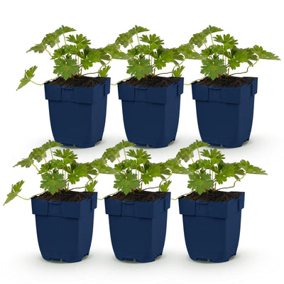 Green boutiQ - Perennial - Geranium 'Rozanne' - Crane's Bill - Ground Cover - Blue - 6 Plants - Pot 11cm - Height 15-25cm