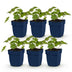 Green boutiQ - Perennial - Geranium 'Rozanne' - Crane's Bill - Ground Cover - Blue - 6 Plants - Pot 11cm - Height 15-25cm Bild 1