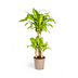 Dracaena Fragrans Massangeana mit Topf Ø21cm, ↕90-110cm Bild 3