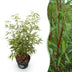 Fargesia scabrida Asian Wonder Bambus: Nicht-ausbreitend, Hecke & Solitär Bild 1