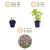 Green boutiQ - Perennial - Nepeta sib. Wild Orchid - Catnip - Bee and Butterfly Attractors - Pink - 3 Plants - Pot 11cm - Height 15-25cm Bild 3