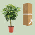 Schefflera Arboricola Gold Capella - Ø19cm - ↕75cm Bild 4