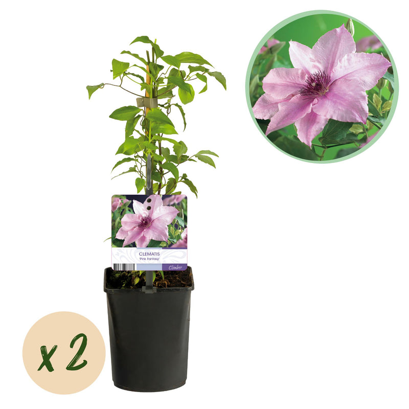 Clematis Pink Fantasy Kletterpflanze - 2 Pflanzen, rosa Blüten, pflegeleicht