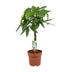 Pachira Aquatica Glückskastanie – 70 cm Bild 1