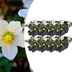 48x Christrose 'Christmas Carol' im Set – Winterblüher für Ihren Garten Bild 1