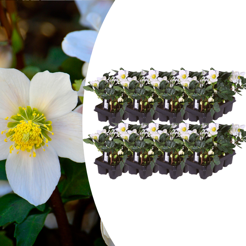 48x Christrose 'Christmas Carol' im Set – Winterblüher für Ihren Garten
